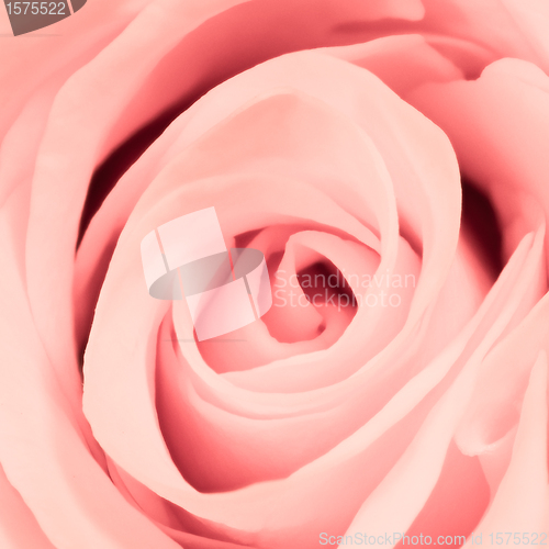 Image of pink rose close up