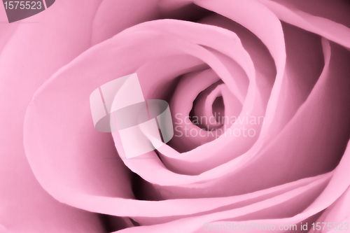 Image of pink rose close up