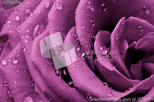 Image of pink rose
