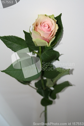 Image of Pink rose