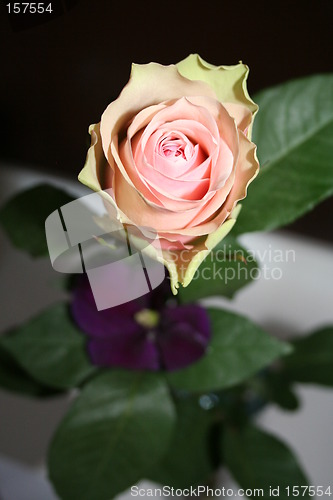 Image of Beautiful pink rose together with clematis