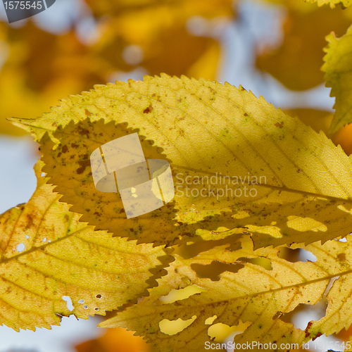 Image of autumn foliage