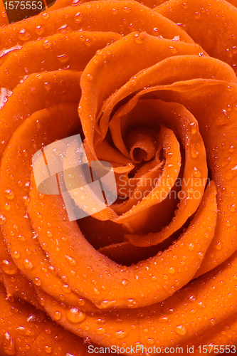 Image of orange rose