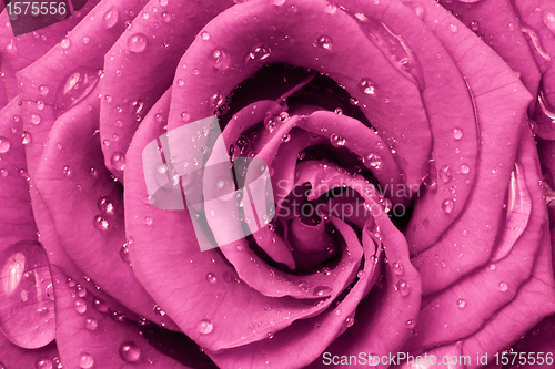 Image of pink rose
