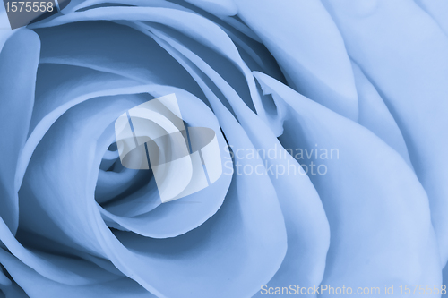 Image of blue rose close up