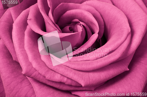 Image of pink rose