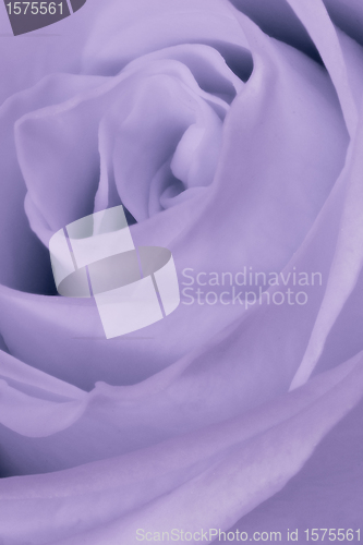 Image of violet rose close up
