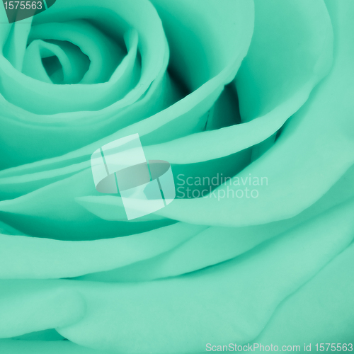 Image of green rose close up