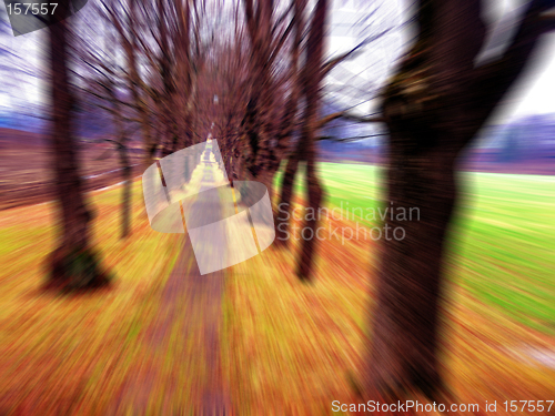 Image of autumn avenue