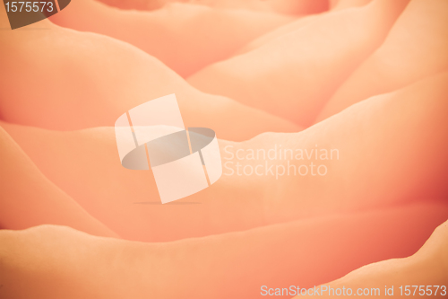 Image of orange rose macro