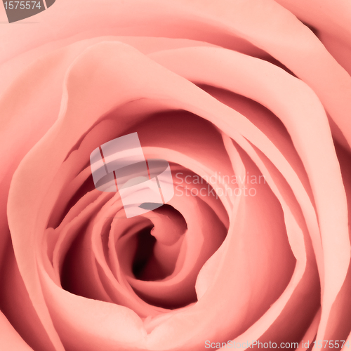 Image of pink rose close up