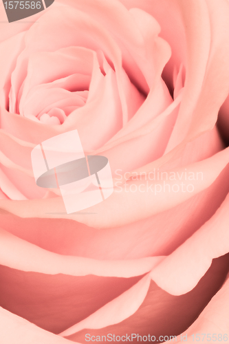 Image of pink rose close up