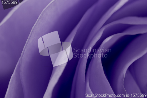 Image of violet rose macro