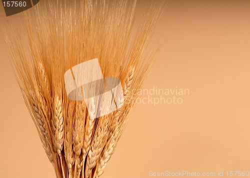 Image of Shafts of wheat