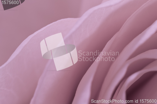 Image of pink rose macro