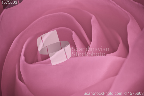 Image of pink rose macro