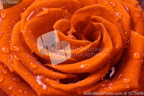 Image of orange rose