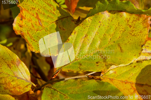 Image of autumn foliage