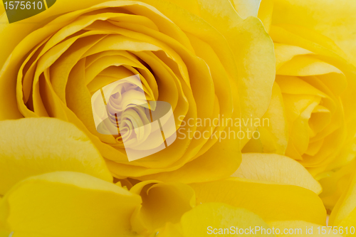 Image of yellow rose macro