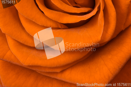 Image of orange rose