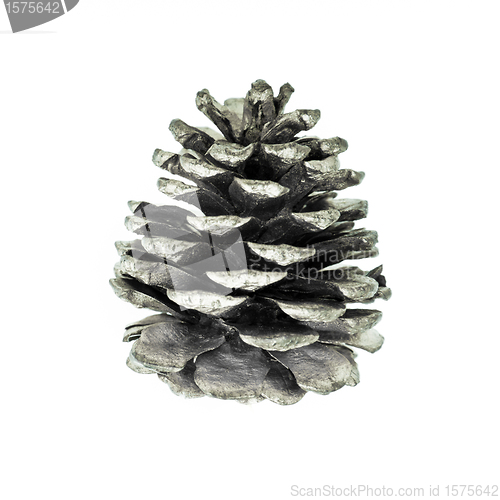 Image of pine cone