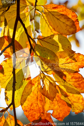 Image of autumn foliage