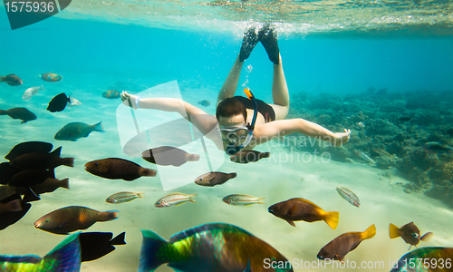 Image of Snorkeler. Red sea