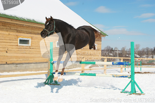 Image of Jumping horse