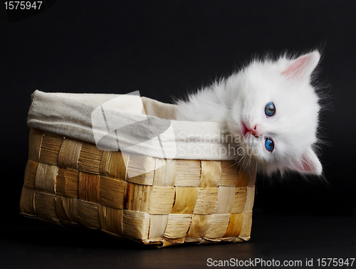 Image of White kitten in a basket.