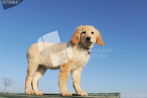 Image of puppy hovawart