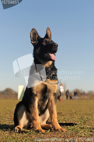 Image of puppy german shepherd