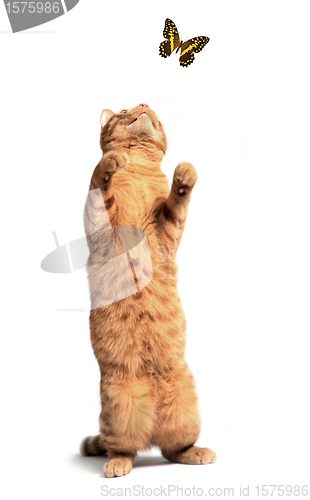 Image of ginger cat and butterfly