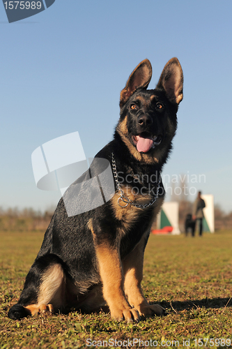 Image of puppy german shepherd