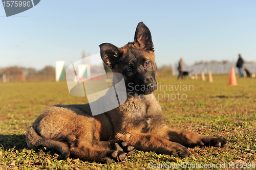 Image of puppy malinois