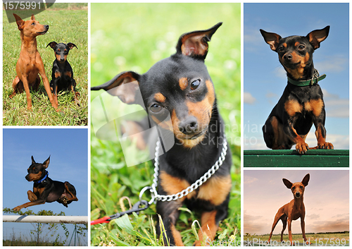 Image of miniature pinscher