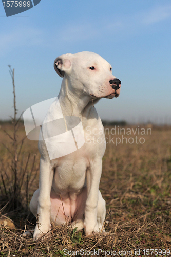 Image of puppy dogo argentino