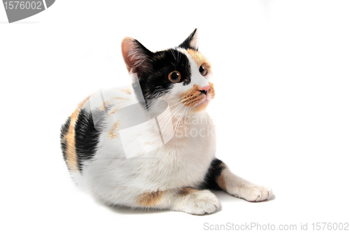 Image of tricolor cat