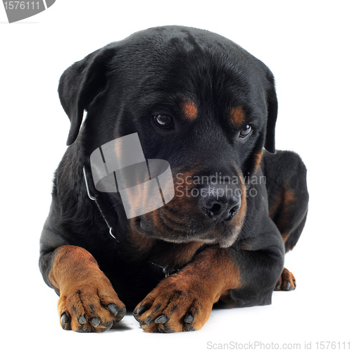 Image of cute rottweiler