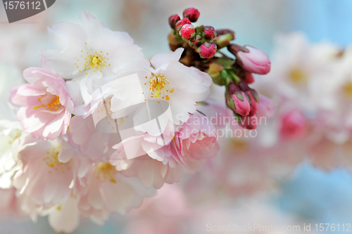 Image of japanese cherry blossom