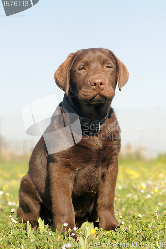 Image of puppy labrador retriever