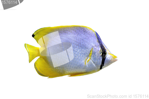 Image of chaetodon ocellatus