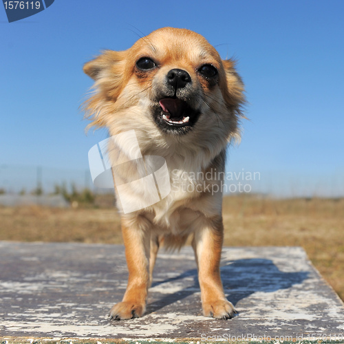 Image of growling chihuahua