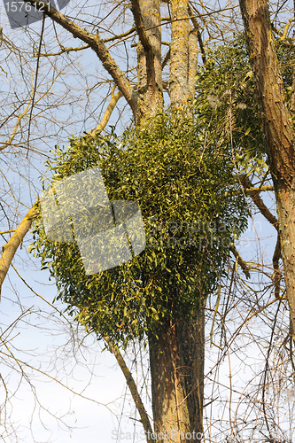 Image of Mistletoe plants - Viscum album