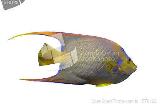 Image of Queen Angelfish