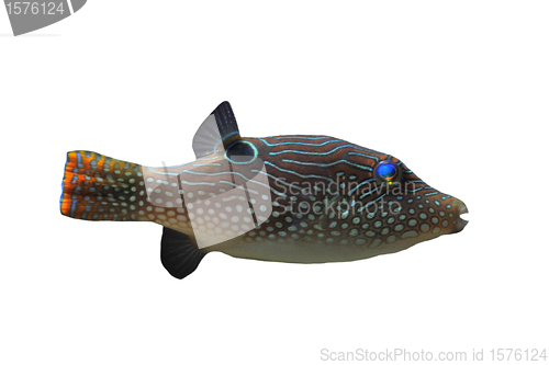 Image of canthigaster solandri