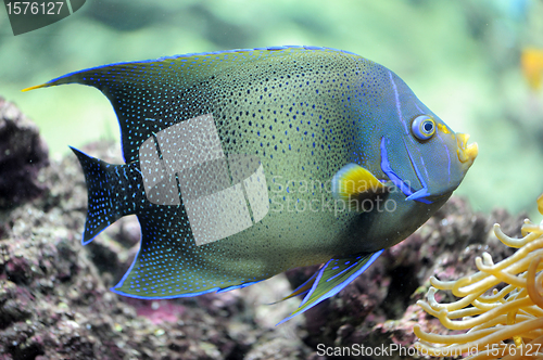 Image of Pomacanthus semicirculatus