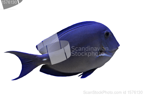 Image of blue Tang fish