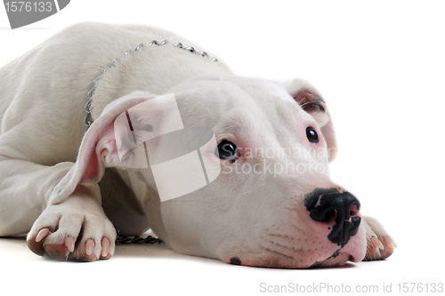Image of young  dogo argentino