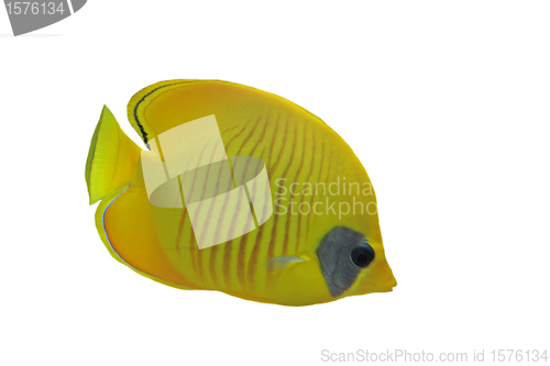 Image of Masked butterflyfish (chaetodon larvatus)