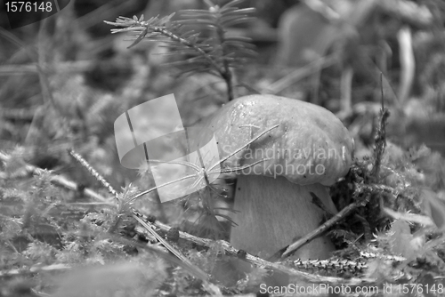 Image of Boletus Mushroom, Dolomites